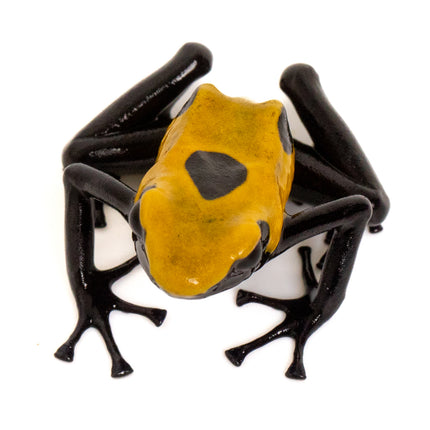 Dendrobates tinctorius 'Citronella'