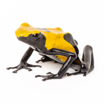 Dendrobates tinctorius 'Citronella'