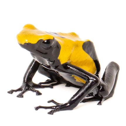 Dendrobates tinctorius 'Citronella'