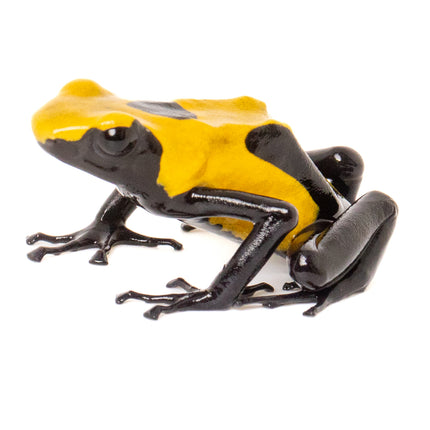 Dendrobates tinctorius 'Citronella'