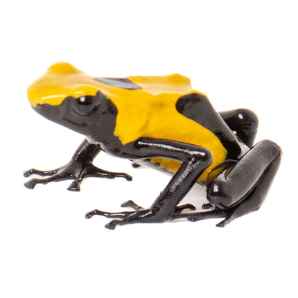 Dendrobates tinctorius 'Citronella'
