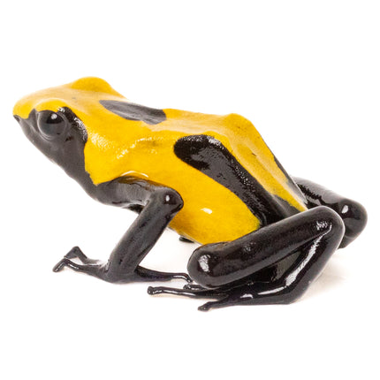 Dendrobates tinctorius 'Citronella'