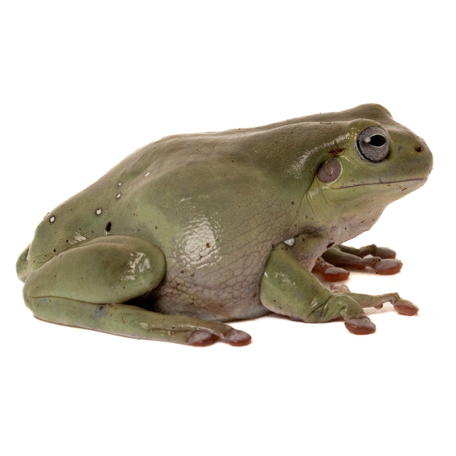 Australian Whites Tree Frog - Blue Eyes