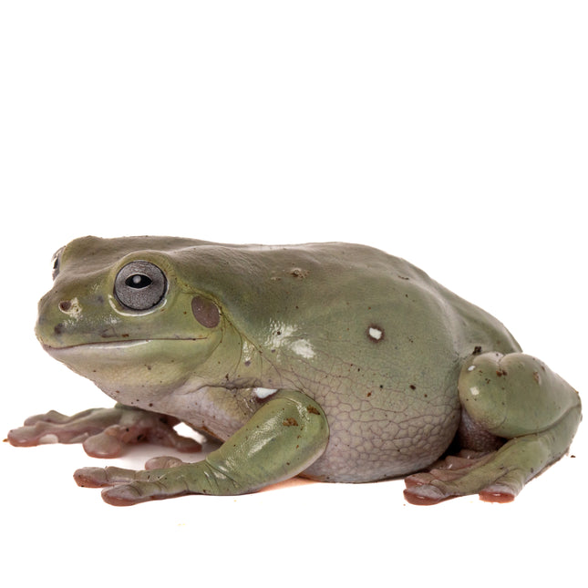 Australian Whites Tree Frog - Blue Eyes
