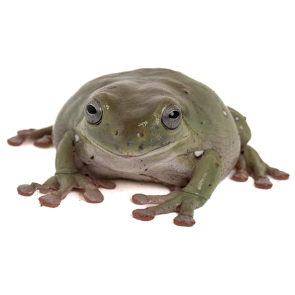 Australian Whites Tree Frog - Blue Eyes