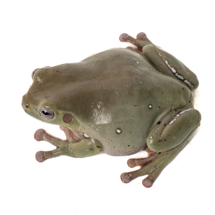 Australian Whites Tree Frog - Blue Eyes