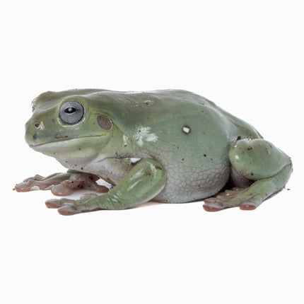 Australian Whites Tree Frog - Blue Eyes