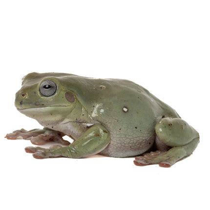 Australian Whites Tree Frog - Blue Eyes
