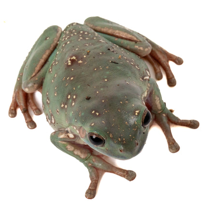 Australian Whites Tree Frog - Snowflake