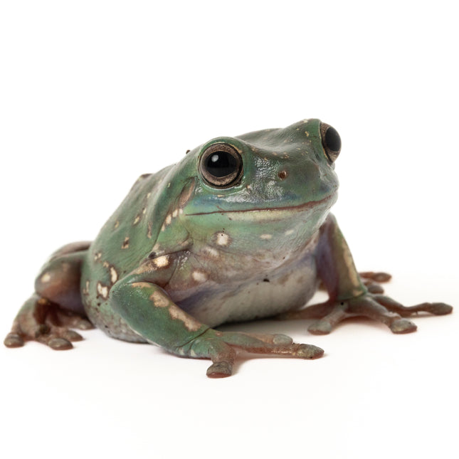 Australian Whites Tree Frog - Snowflake