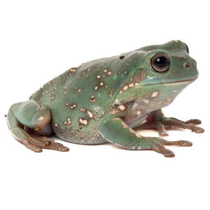 Australian Whites Tree Frog - Snowflake