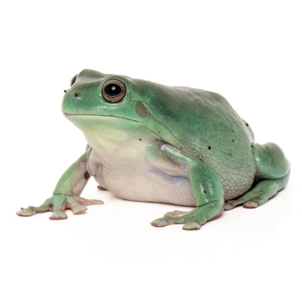 Australian Whites Tree Frog - Normal