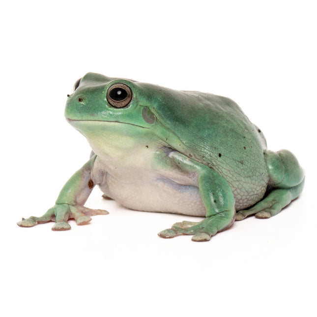 Australian Whites Tree Frog - Normal