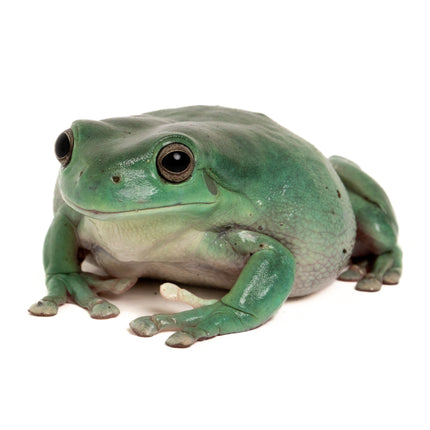 Australian Whites Tree Frog - Normal