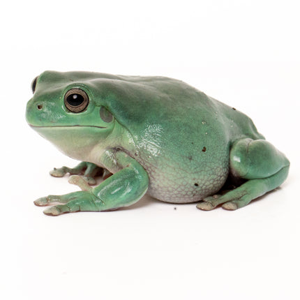 Australian Whites Tree Frog - Normal