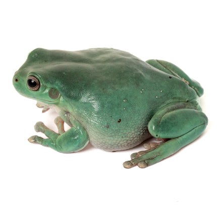 Australian Whites Tree Frog - Normal
