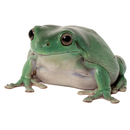 Australian Whites Tree Frog - Normal