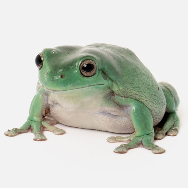 Australian Whites Tree Frog - Normal