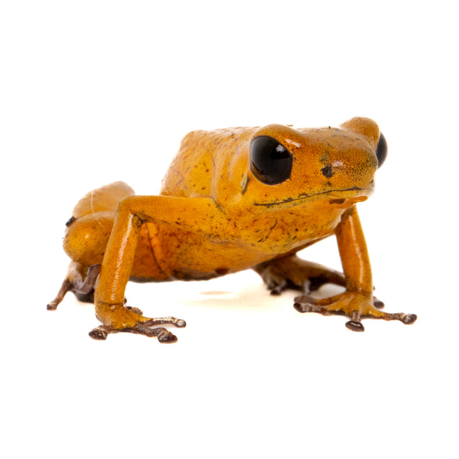 Oophaga Pumilio 'El Dorado'