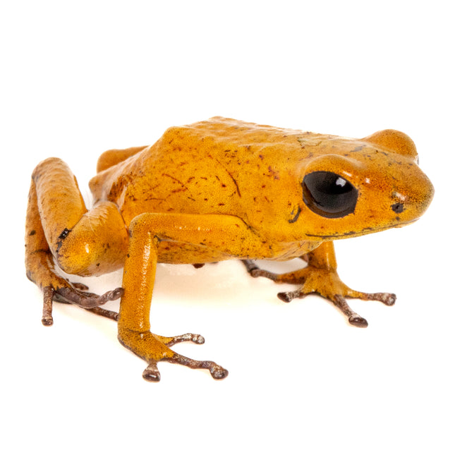 Oophaga Pumilio 'El Dorado'