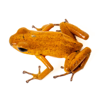 Oophaga Pumilio 'El Dorado'