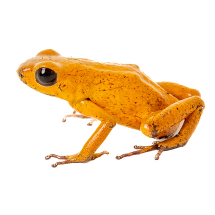 Oophaga Pumilio 'El Dorado'