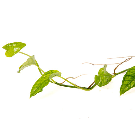 Epipremnum pinnatum "Skeleton Key"
