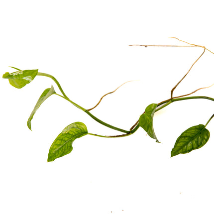 Epipremnum pinnatum "Skeleton Key"