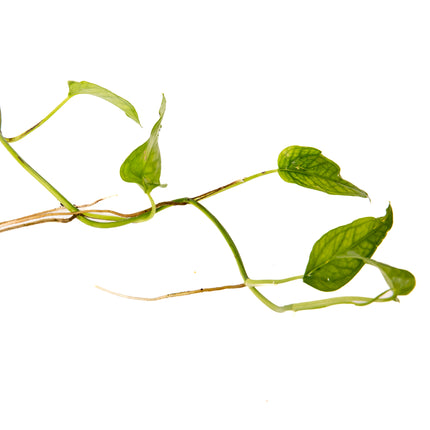 Epipremnum pinnatum "Skeleton Key"