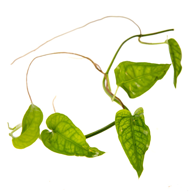 Epipremnum pinnatum "Skeleton Key"