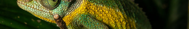Rainbow Jackson Chameleon Female