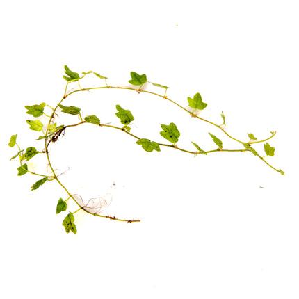 Ficus thunbergii