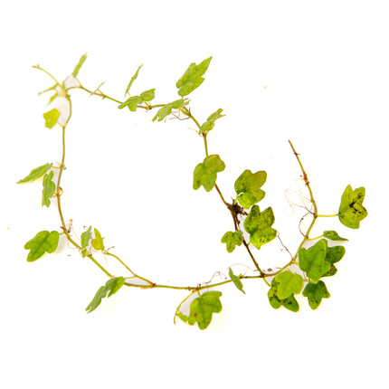 Ficus thunbergii