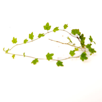 Ficus thunbergii