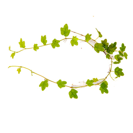 Ficus thunbergii