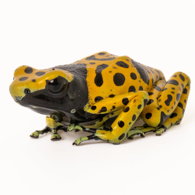 Dendrobates Leucomelas 'Fine Spot'