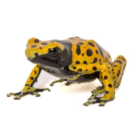 Dendrobates Leucomelas 'Fine Spot'