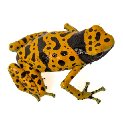Dendrobates Leucomelas 'Fine Spot'