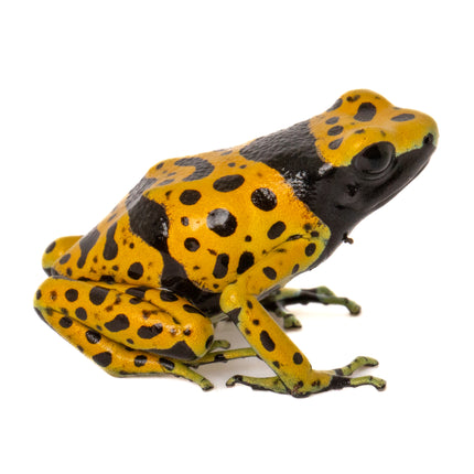 Dendrobates Leucomelas 'Fine Spot'