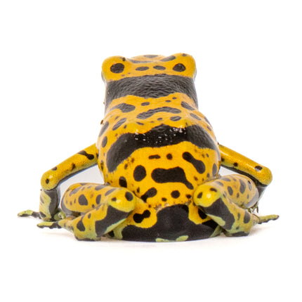 Dendrobates Leucomelas 'Fine Spot'