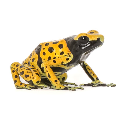 Dendrobates Leucomelas 'Fine Spot'