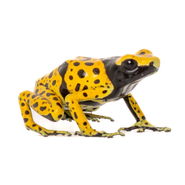 Dendrobates Leucomelas 'Fine Spot'