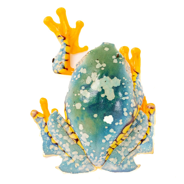 Cruziohyla craspedopus 'Amazon Fringe Leaf' Frog