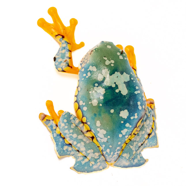 Cruziohyla craspedopus 'Amazon Fringe Leaf' Frog