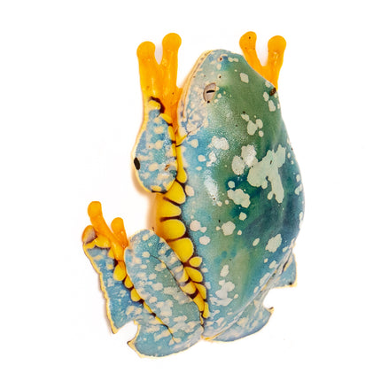 Cruziohyla craspedopus 'Amazon Fringe Leaf' Frog