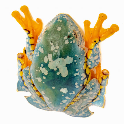 Cruziohyla craspedopus 'Amazon Fringe Leaf' Frog