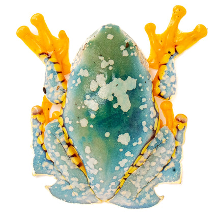 Cruziohyla craspedopus 'Amazon Fringe Leaf' Frog
