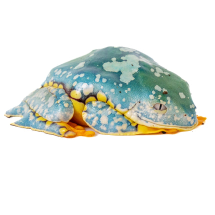Cruziohyla craspedopus 'Amazon Fringe Leaf' Frog