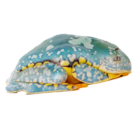 Cruziohyla craspedopus 'Amazon Fringe Leaf' Frog