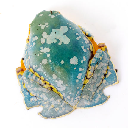 Cruziohyla craspedopus 'Amazon Fringe Leaf' Frog